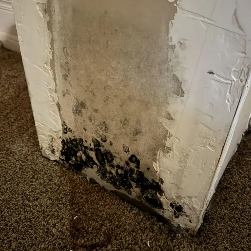 Professional Mold Removal in Muniz, TX